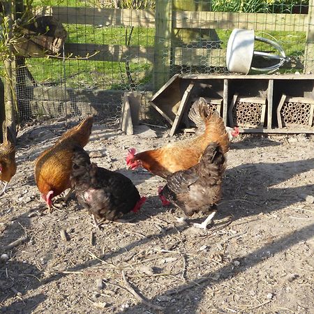 Beemster Oase Bed & Breakfast Middenbeemster Dış mekan fotoğraf